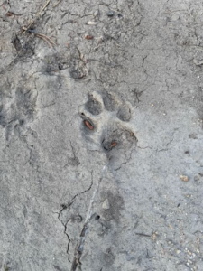 Probably just a dog ... right?