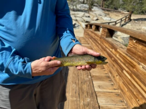 Brook trout