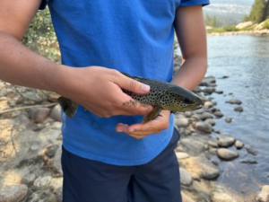 Brook trout
